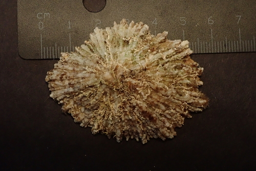 Patella aspera