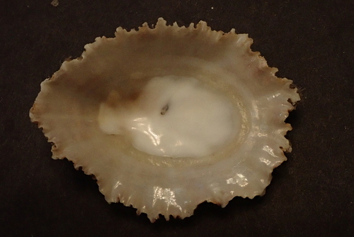 Patella aspera