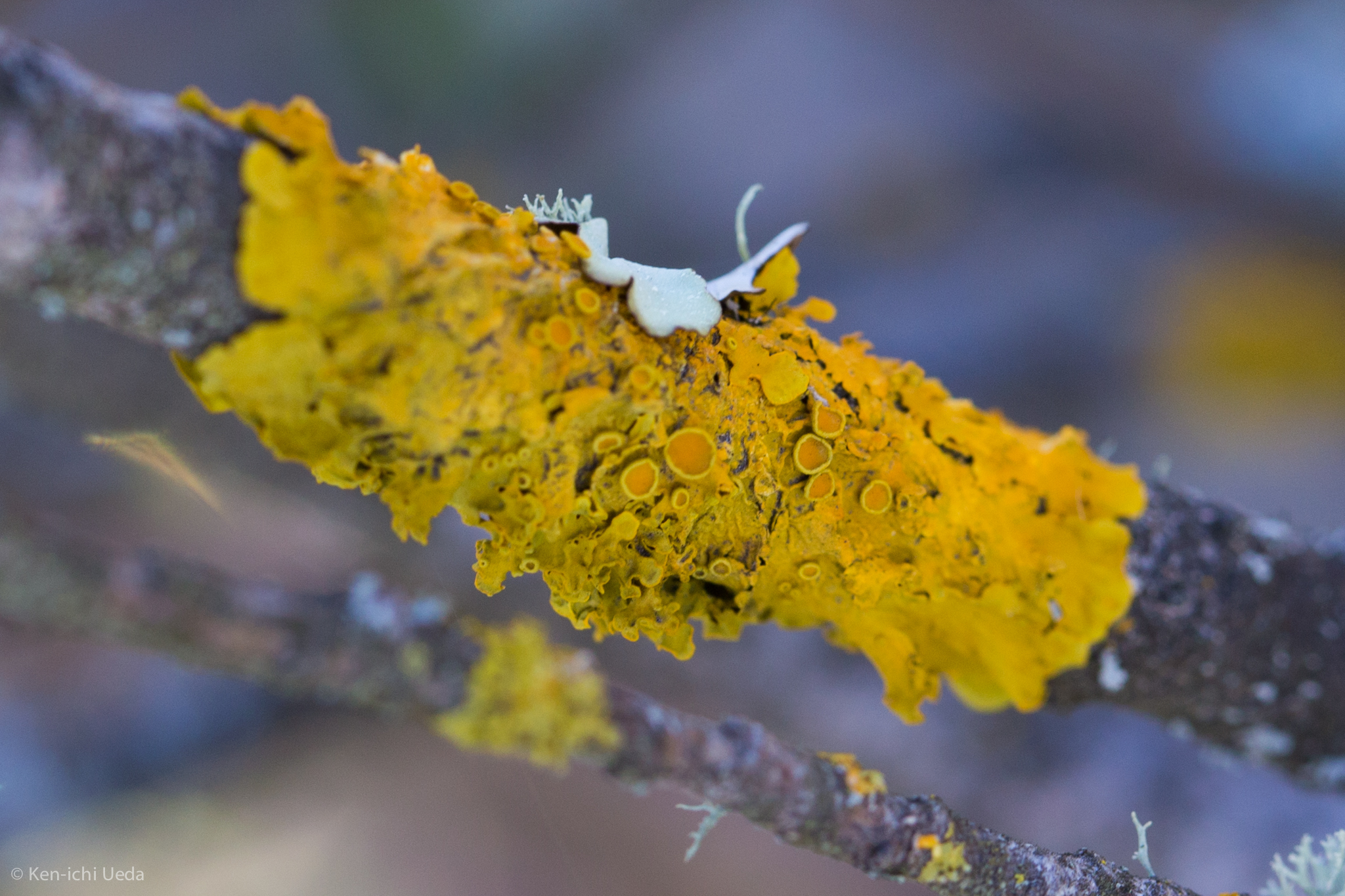 Xanthoria parietina var. parietina image