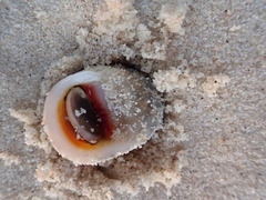Nerita polita