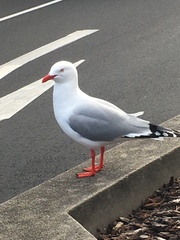 Chroicocephalus novaehollandiae scopulinus