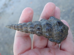 Pyrazus ebeninus