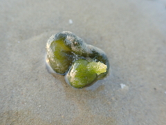 Siphonocladales