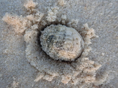 Nerita polita