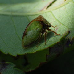 Stictocephala basalis