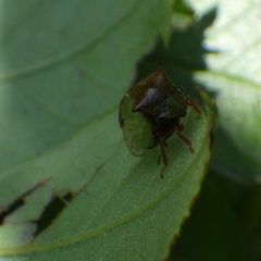 Stictocephala basalis