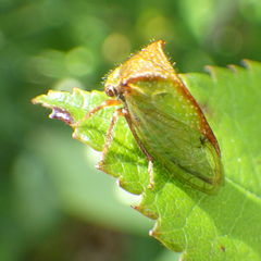 Stictocephala basalis