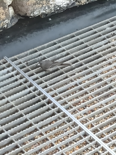 Dark-eyed Junco photographed in South Dakota