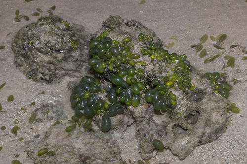 Boergesenia forbesii observed 2025-07-26