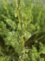 Atriplex canescens