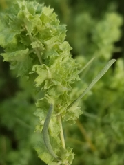 Atriplex canescens