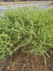 Atriplex canescens