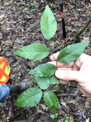 Planera aquatica