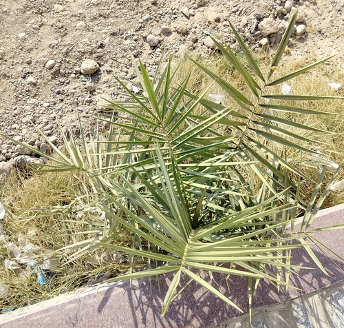 Date Palm