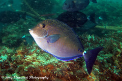Prionurus maculatus