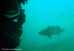 Epinephelus malabaricus