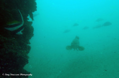 Epinephelus malabaricus