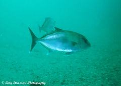 Seriola hippos
