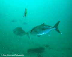 Seriola hippos