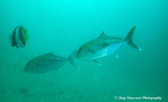 Seriola hippos