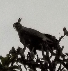 Buteogallus coronatus