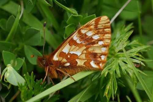 Boloria napaea (Hübner)