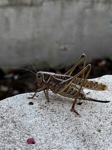 White-faced Bush-cricket