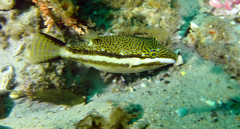 Canthigaster callisterna