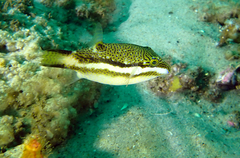 Canthigaster callisterna