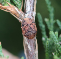 Stethaulax marmorata