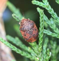 Stethaulax marmorata