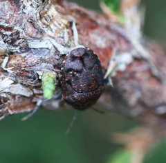 Stethaulax marmorata