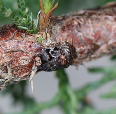 Stethaulax marmorata