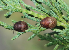 Stethaulax marmorata