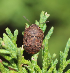 Stethaulax marmorata