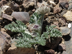 Vesper purpurascens