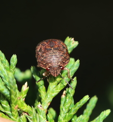 Stethaulax marmorata