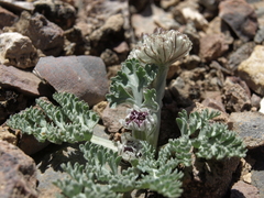 Vesper purpurascens