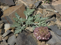 Vesper purpurascens