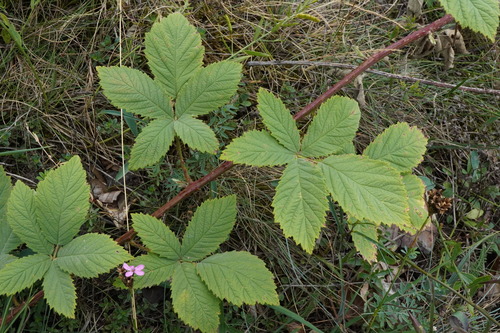 Rubus canescens (Rubus canescens)