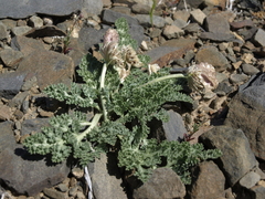 Vesper purpurascens