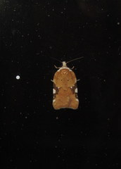Acleris cervinana