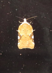 Acleris cervinana