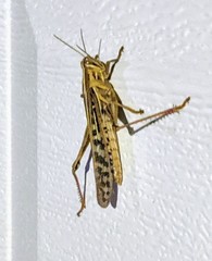 Schistocerca americana