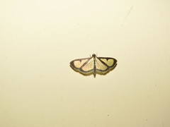 Hyalea pallidalis