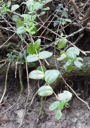 Rhoiacarpos capensis, photograph 6