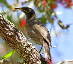 Bolemoreus frenatus