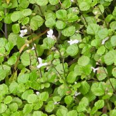 Plectranthus lucidus