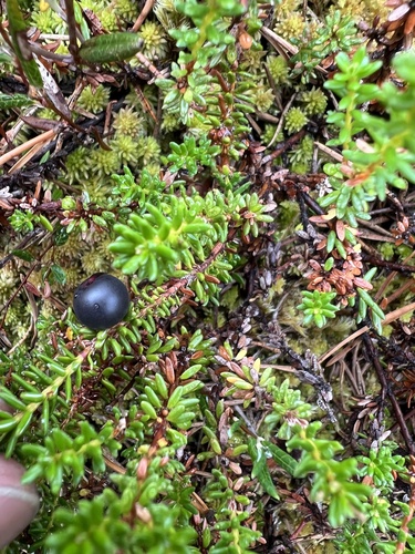 black crowberry