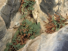 Argyrochosma jonesii